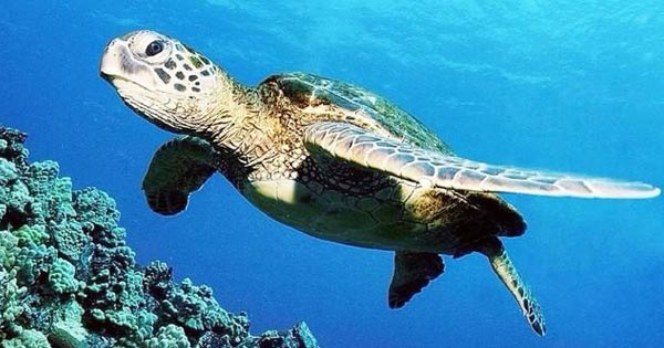 Snorkel with Sea Turtles