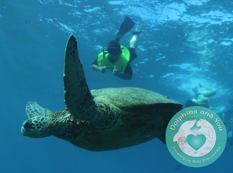 Turtle Swim on Dolphins & You Watch