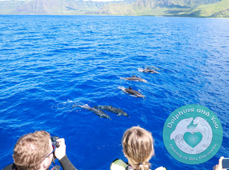 See wild dolphins