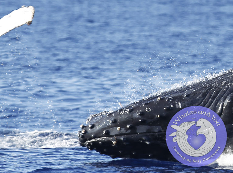 5-Star Whale Waching Cruise in Waikiki