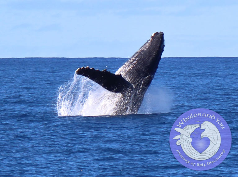 Around 10k humpback whales migration to Hawaii each year!