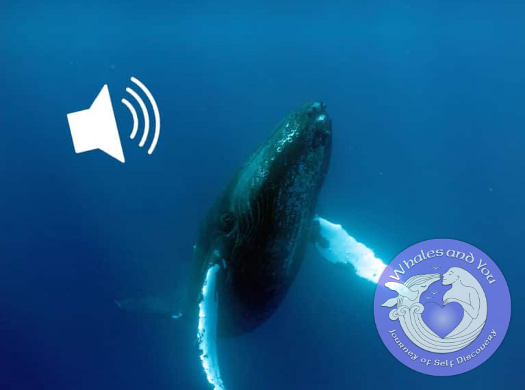 If the whales are close enough, will drop an underwater microphone