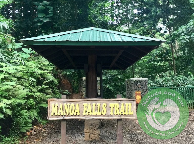 Manoa Waterfall Trail